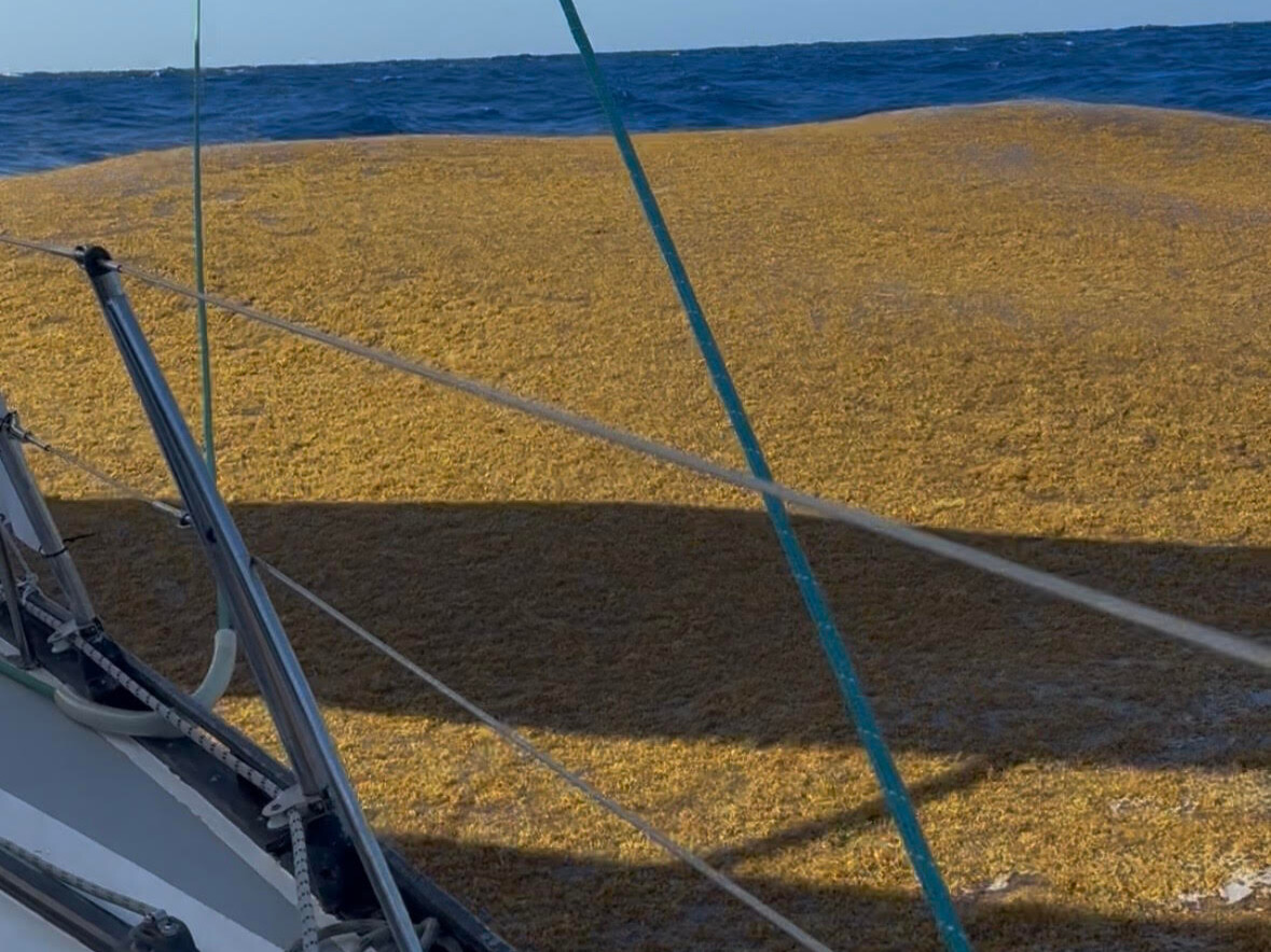 sargassum